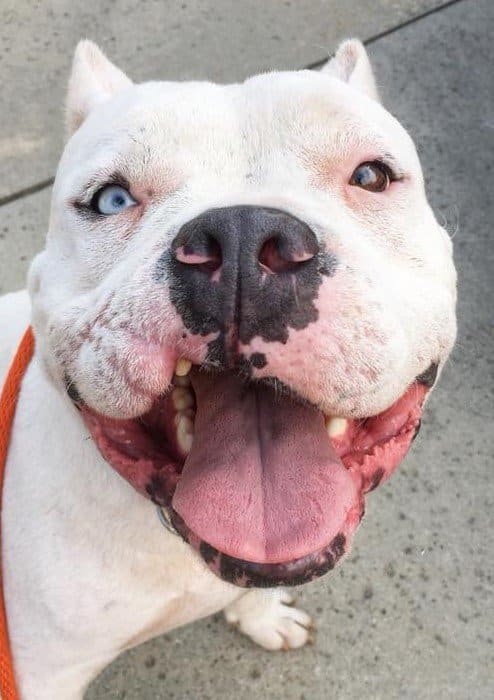 cão de luta pit bull