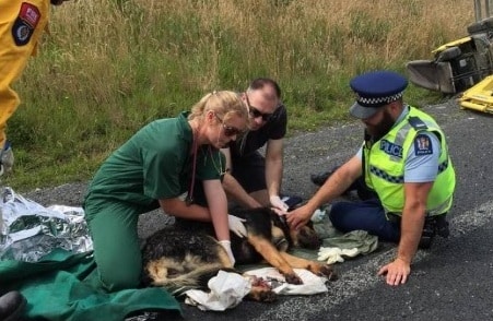policial cadela ferida acidente