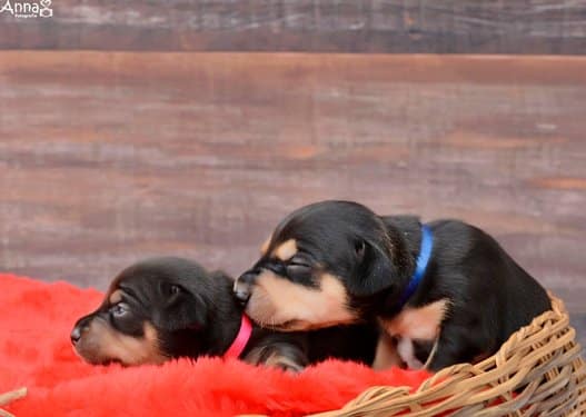 Lilica ensaio filhotes