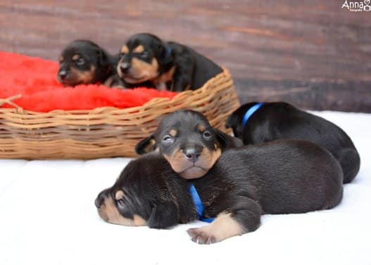 Lilica ensaio filhotes