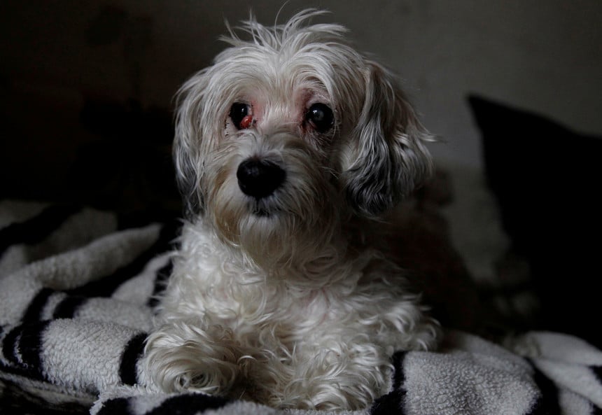 deitada ao lado do corpo da dona