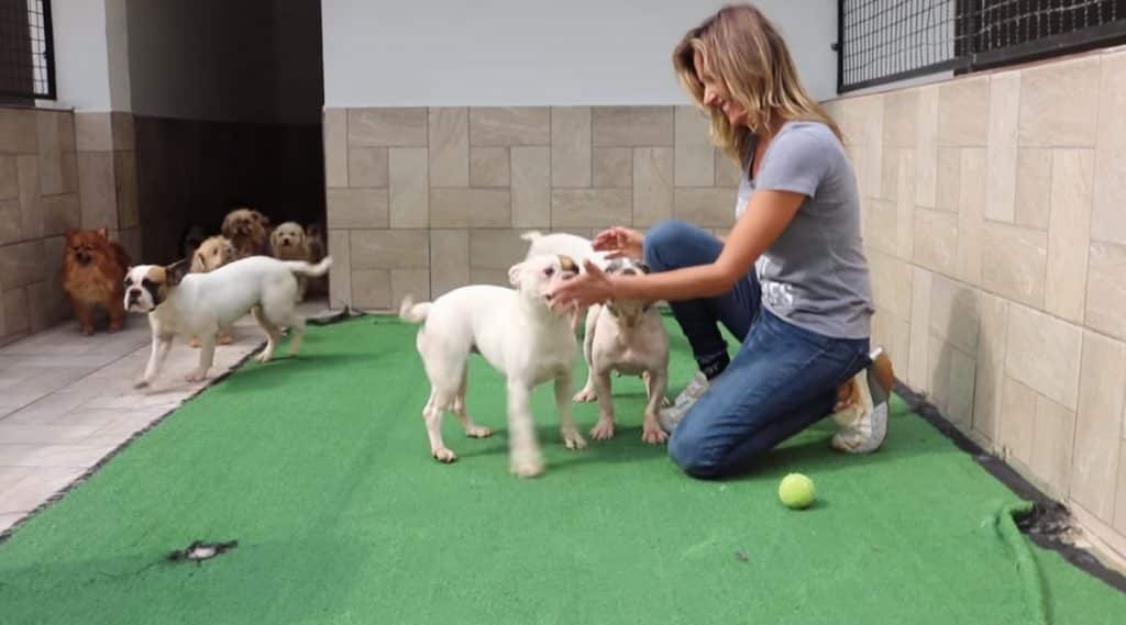 Luisa Mell fala sobre seu trabalho como ativista