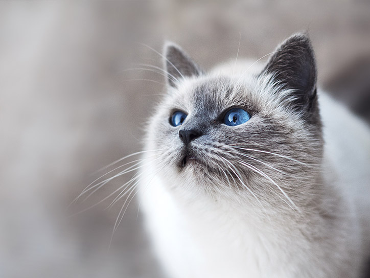 Can you indentify the world’s most famous bridges?