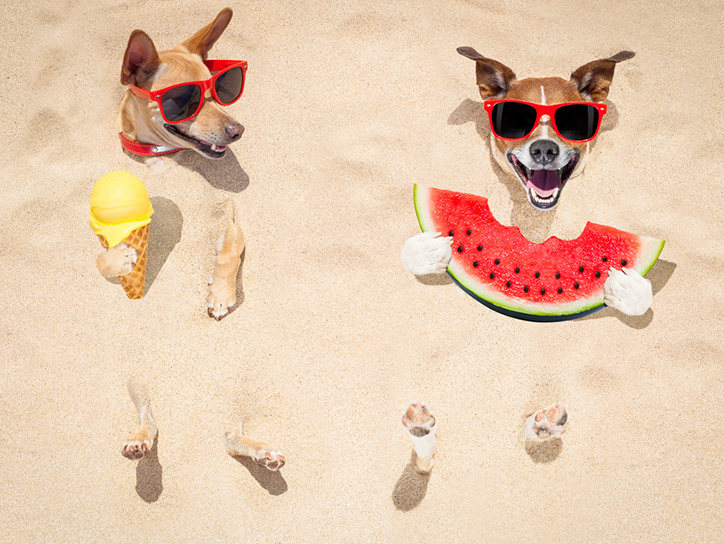 Dog Best Friends That Can’t Be Separated