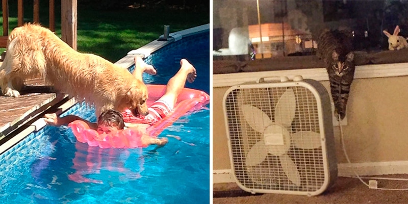 Gato e cachorro: veja o absurdo de coisas que esses animais já fizeram