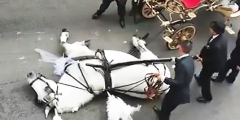 Cavalo puxa noivos, mas crueldade é descoberta quando ele cai no meio da cerimônia