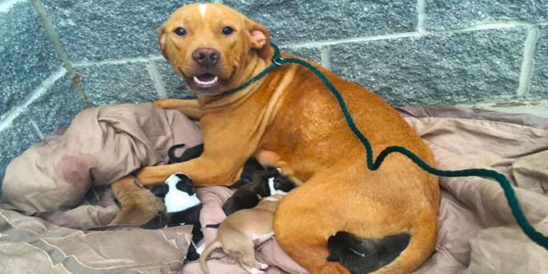 Duro como pedra, cão é resgatado de crost