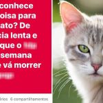 Empresa é atacada por internautas na web após funcionário pedir dicas para matar gato