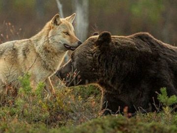 Urso e loba protagonizam amizade improvável