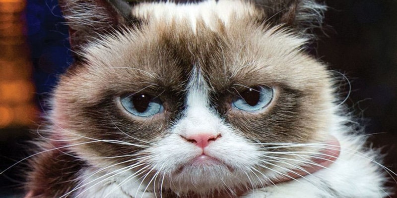 Grumpy Cat ocupa o posto de pet mais influente do Mundo