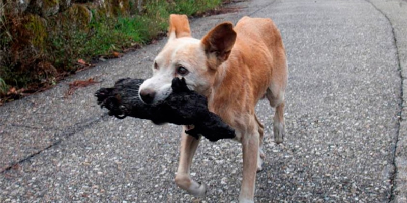 Incêndio faz cão fugir com ‘tronco’ na boca. Mas há uma triste história no que ele carrega