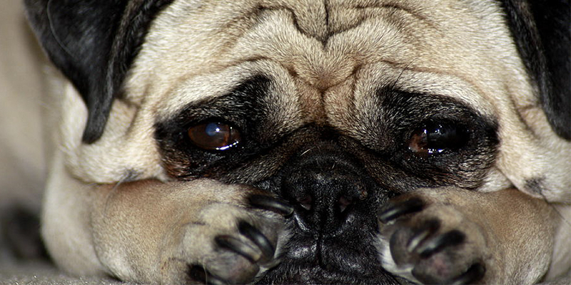 Seu cachorro anda estranho? Identifique 6 sinais que podem indicar que ele está com alguma dor