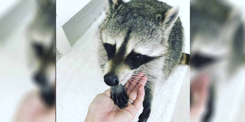 Guaxinim é adotado e com família nova bomba nas redes sociais