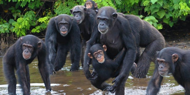 Chimpanzés se parecem mais com humanos do que se pensava, aponta nova pesquisa de “personalidade”
