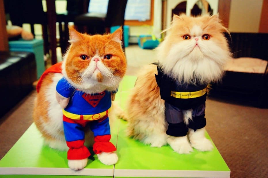 Fantasias para pets no Halloween vira febre e fotos viralizam na internet