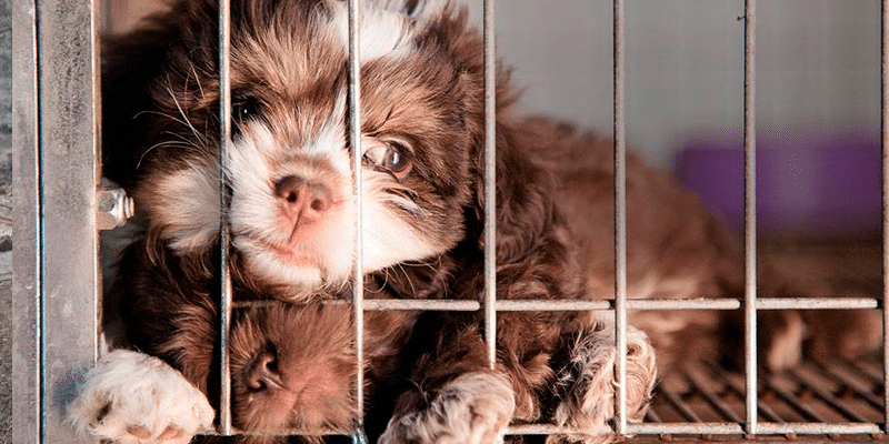 Califórnia se torna o primeiro estado com lei que proíbe venda de filhotes