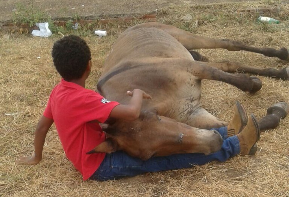 Criança se recusa a sair de perto de um burro que foi abandonado e está machucado