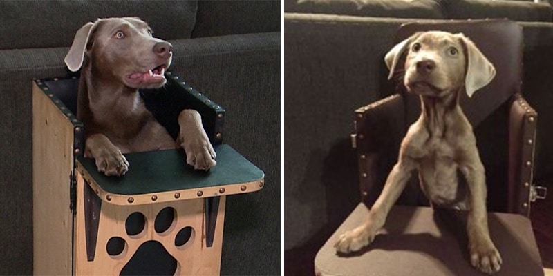 Cadelinha come suas refeições em uma cadeira de bebê e o motivo vai partir seu coração