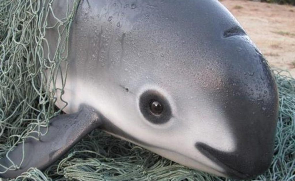 Vaquita em extinção