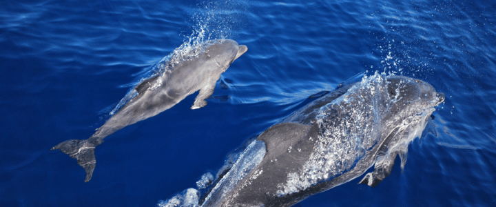 Baleias e golfinhos conseguem estabelecer comunicação entre si, afirma nova pesquisa