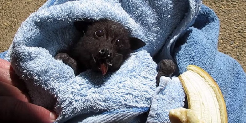 morcego atropelado banana