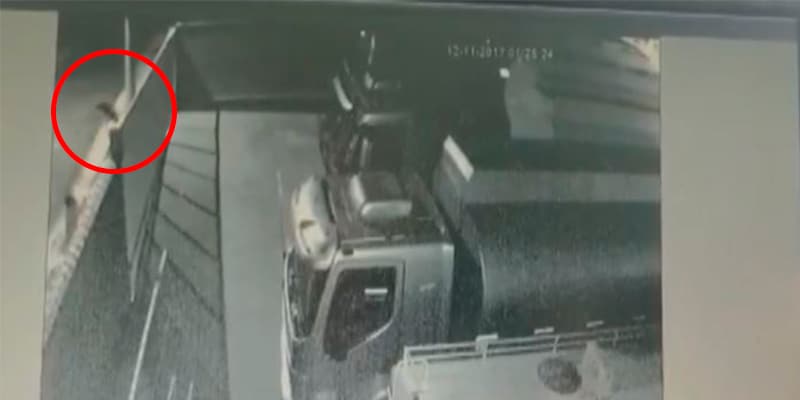 Flagra mostra o momento em que homem arremessa cachorro por cima de portão de posto