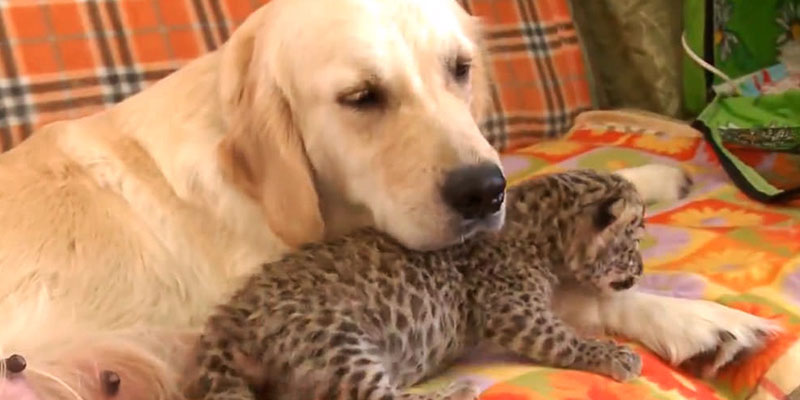 adoção animais leopardo