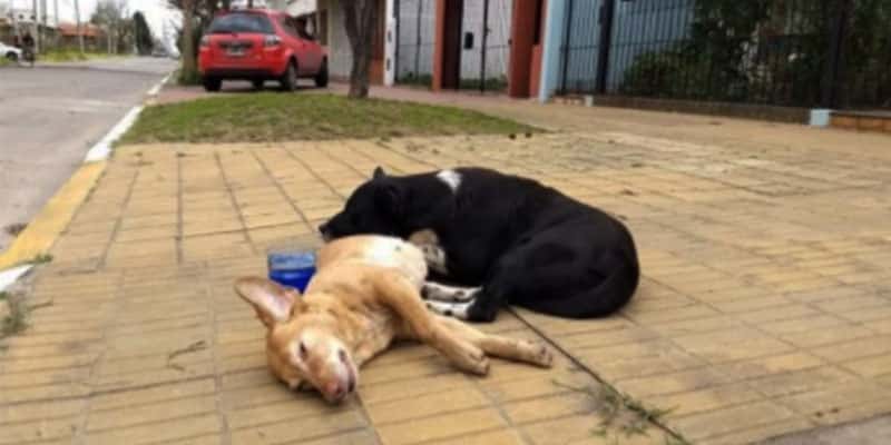 Cão passa a noite cuidando de companheira sem se dar conta de que ela já tinha partido
