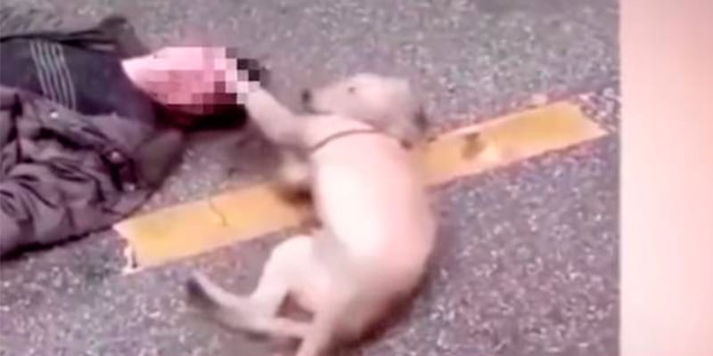Flagra mostra a dor de um cão ao ver dono morto na rua. Repare em como ele tenta salvá-lo