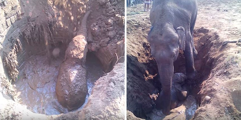 Elefanta se apavora ao ver filhote em buraco. E fica 11 horas seguidas tentando salvá-lo