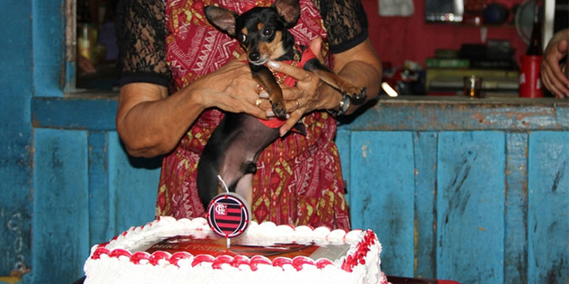 bar aniversário cachorro
