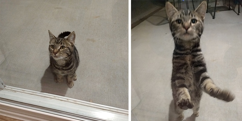 gata quintal sozinha