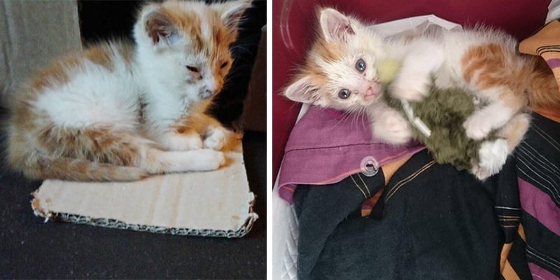 gato alienígena adotado