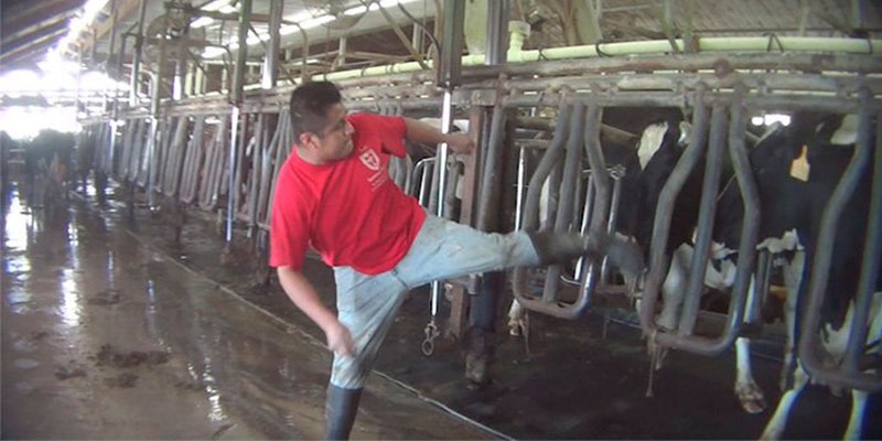 Vacas estão sendo apunhaladas em granjas. E vídeo denuncia a crueldade de funcionários