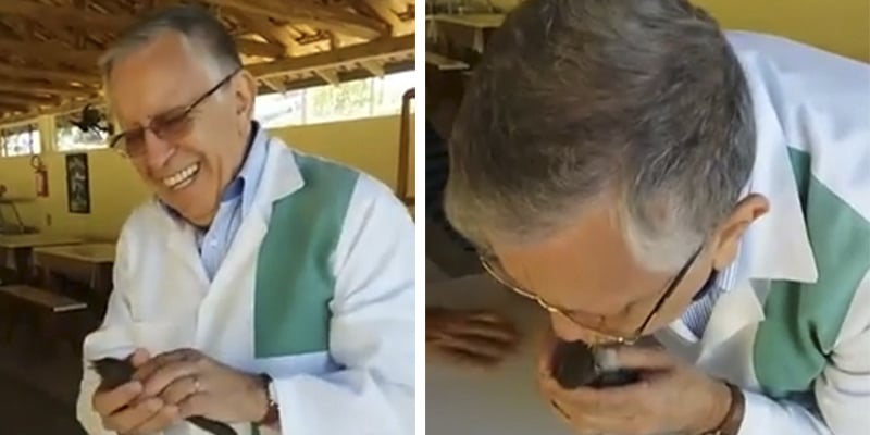 médico pássaro sabiá