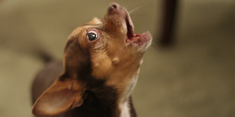 8 motivos que fazem seu cão latir e por que você jamais deveria ficar bravo por isso