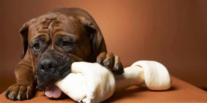 ossinhos cuidado cães