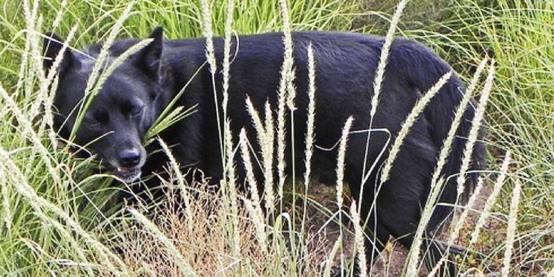 rabo de raposa planta animais
