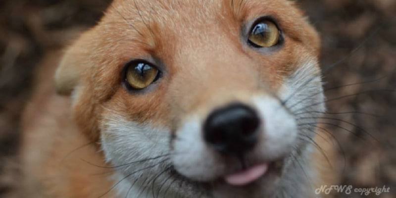 raposa dócil ama humanos