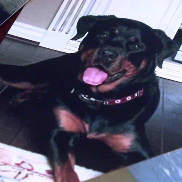 Assaltante invade casa e agride mulher, mas uma cadelinha não deixaria isso por baixo