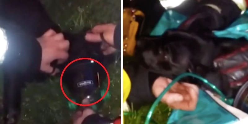 Bombeiros encontram cão em incêndio e só conseguem salvar sua vida com a ajuda desse objeto