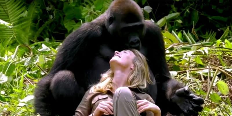 Homem ganha “concorrente” após ver reação de gorila ao conhecer sua esposa