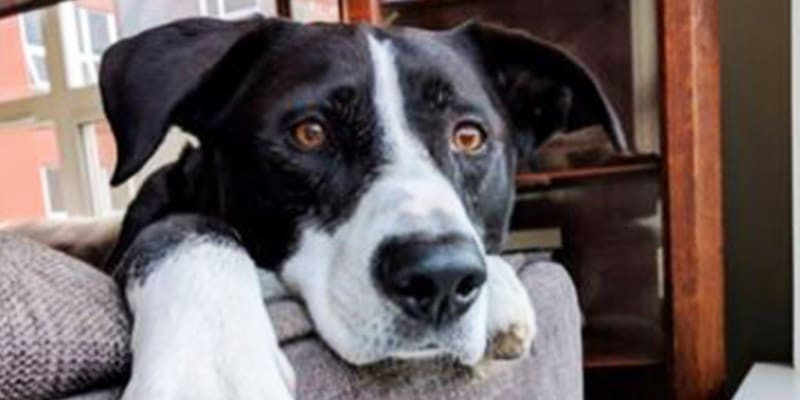 Cão morre por erro cometido pelo seu cuidador contratado através de famoso aplicativo