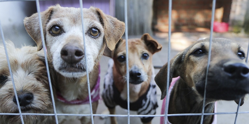 Belo Horizonte entra com Projeto de Lei que proíbe comércio de animais