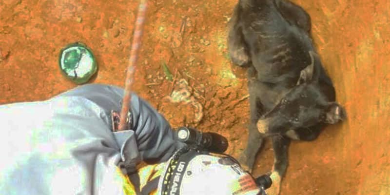 Preso em fossa, cão sofre por três dias. Até que seus gritos de socorro, enfim, são ouvidos