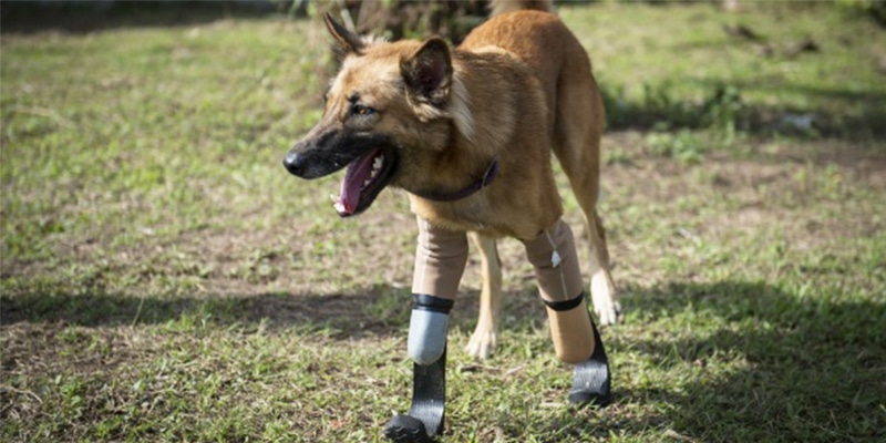 Cão tem as patas arrancadas com espada, mas logo depois recebe a maior surpresa de sua vida