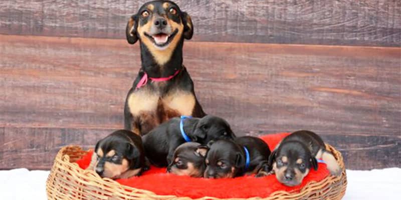 Lilica é a mamãe mais orgulhosa do ano e vai fazer o seu dia com as fotos de seus filhotes