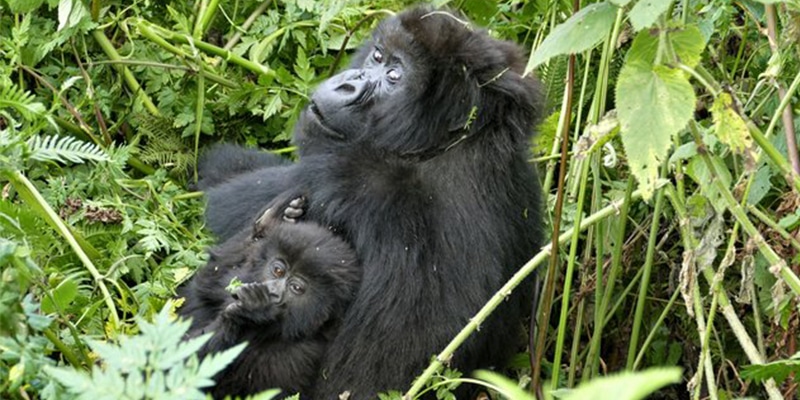 Mamãe gorila abandona sua família para poder salvar a vida de seu bebê