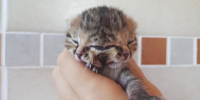 Gata dá à luz, mas um dos filhotes nasce com duas faces, conquistando o coração de todos