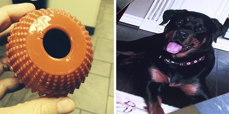 Cão morre após ganhar brinquedo comum para pets e donos fazem alerta